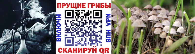 Псилоцибиновые грибы прущие грибы  Черногорск 